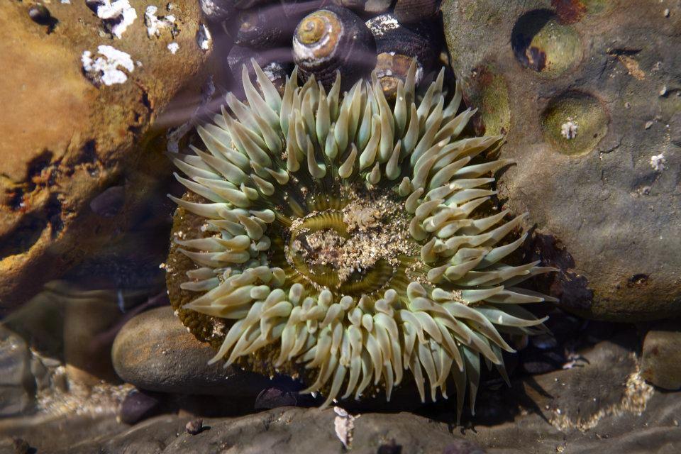 Explore Tide Pools and Wildlife at Fitzgerald Marine Reserve