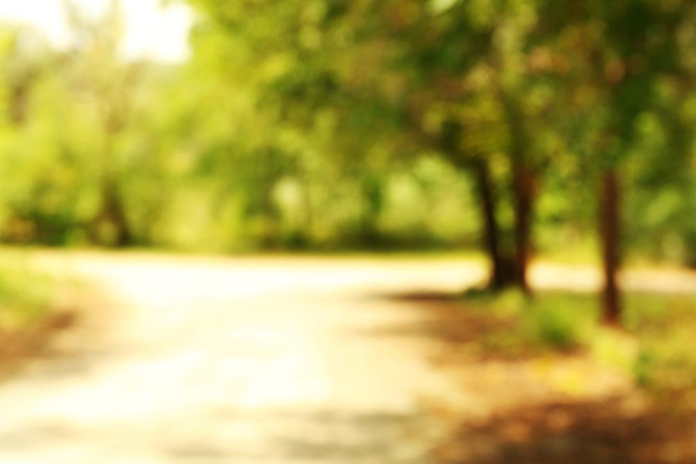 Explore wooded trails in Harrybrooke Park