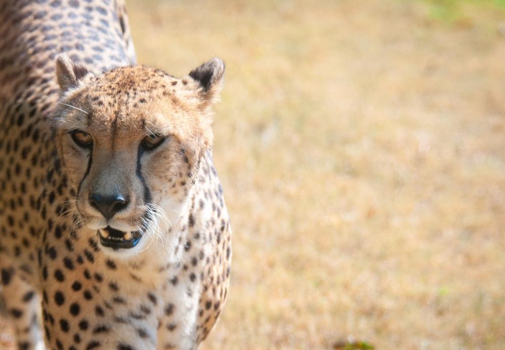 Drive through animal habitats and feed exotic creatures on a fun kids adventure.