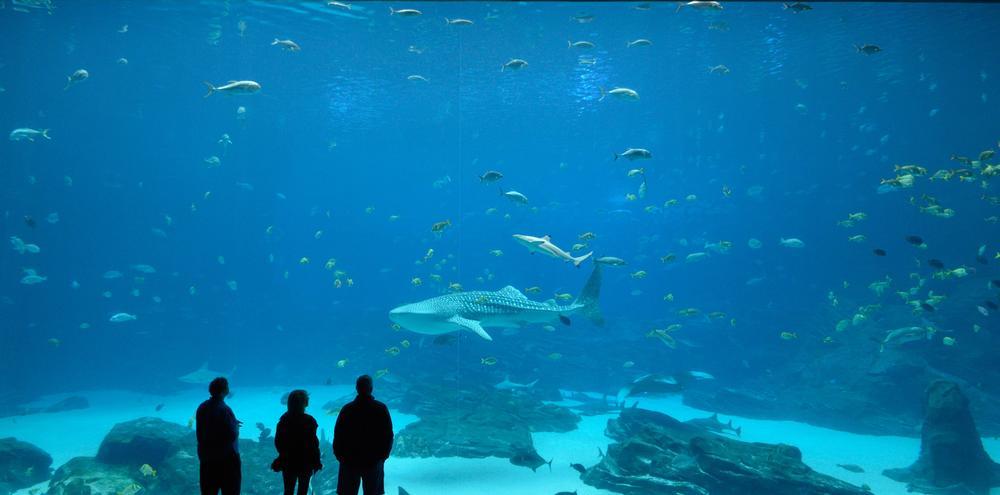See whale sharks and touch rays during an exciting, kid-friendly underwater adventure.