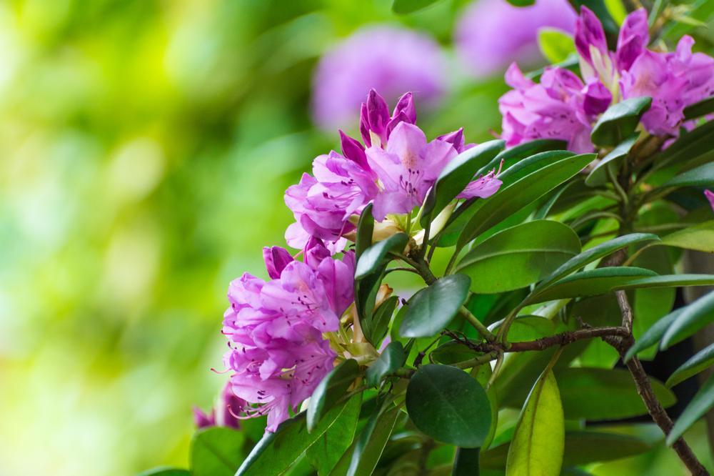 Stroll Among Blossoms and Sustainability at Cheyenne Botanic Gardens
