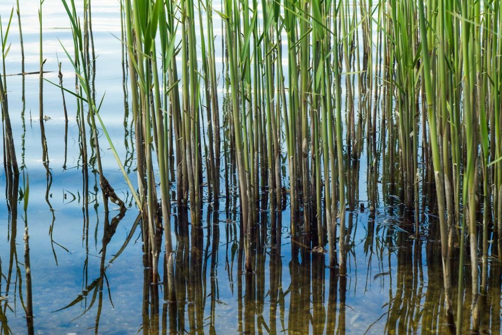 Fish, Paddle, and Relax Along the Shores of Lake Istokpoga