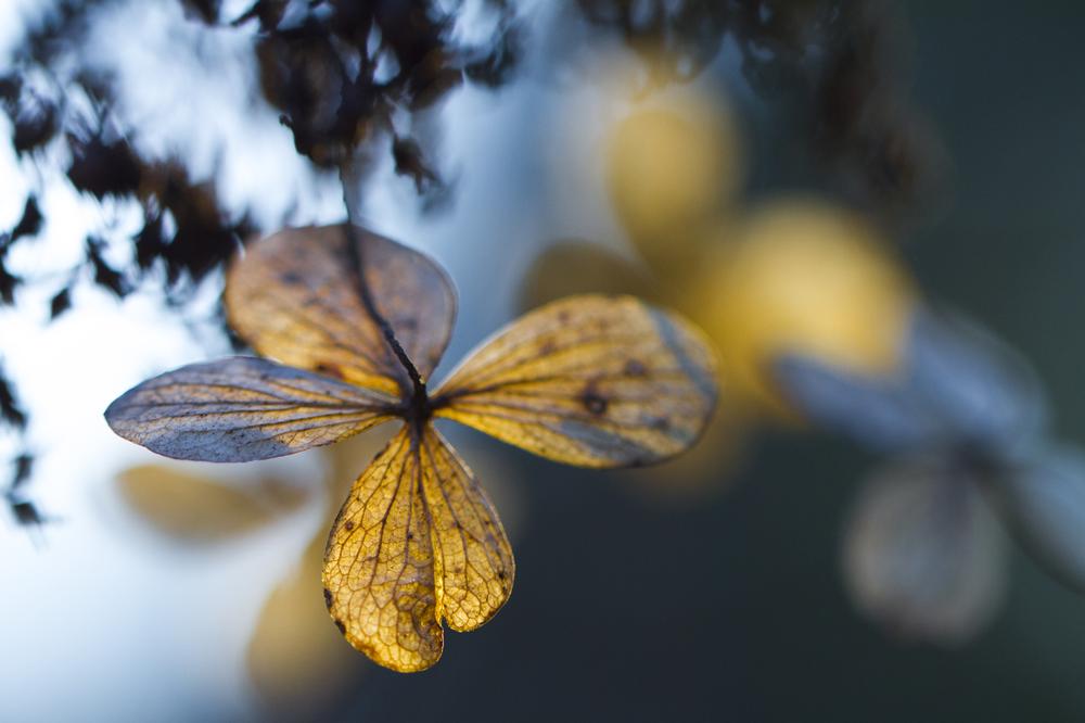 Wander scenic trails, waterfalls, and blooms in these lush botanical gardens near Hot Springs.