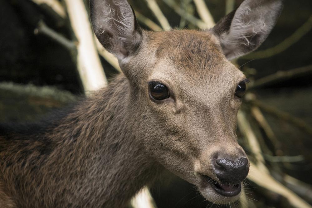 Get Wild Up Close on a Drive-Thru Adventure at Safari Lake Geneva