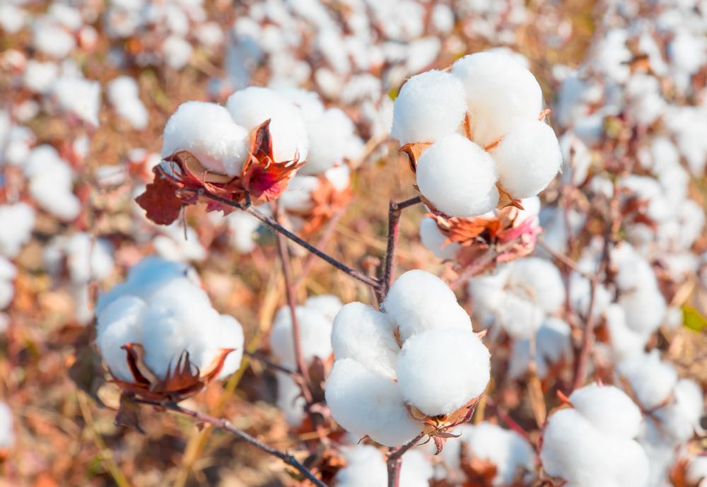Tour a working cotton farm and discover agriculture’s roots on an educational outing.