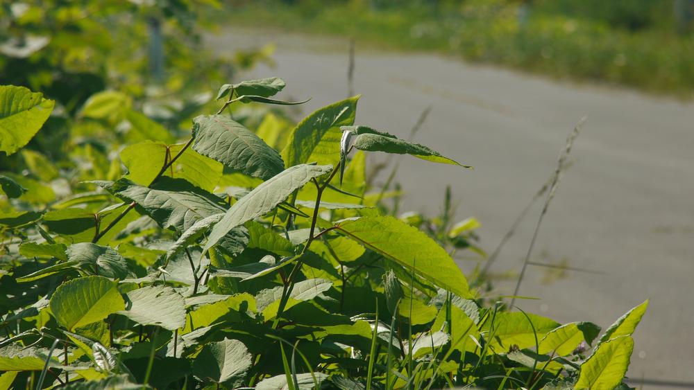 Go for a morning jog on the Beaver Island Trail