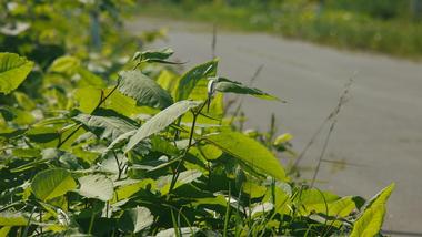 Go for a morning jog on the Beaver Island Trail