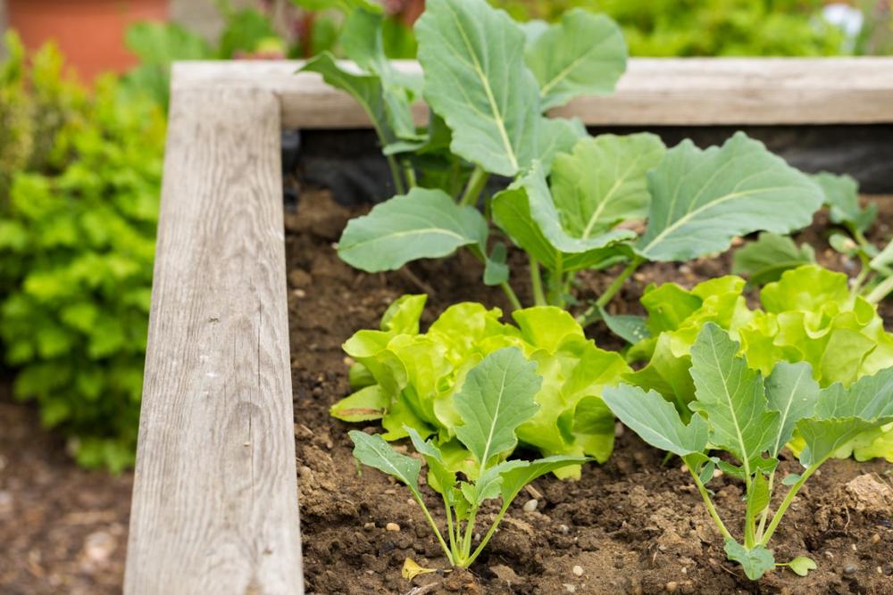Grow, Learn, and Connect With Nature at the Alpharetta Community Garden