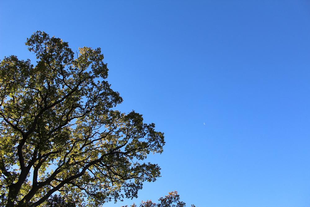 Hike, Picnic, and Play Among Scenic Trails at Ragle Ranch Park