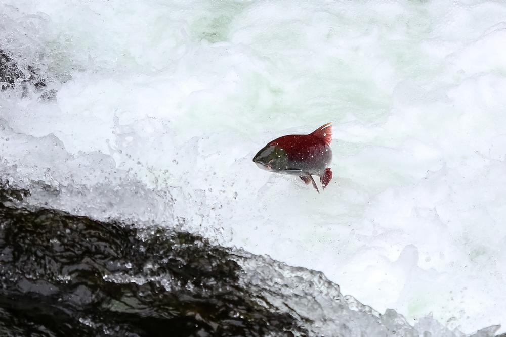 Hike Along Scenic Waters at the Russian River