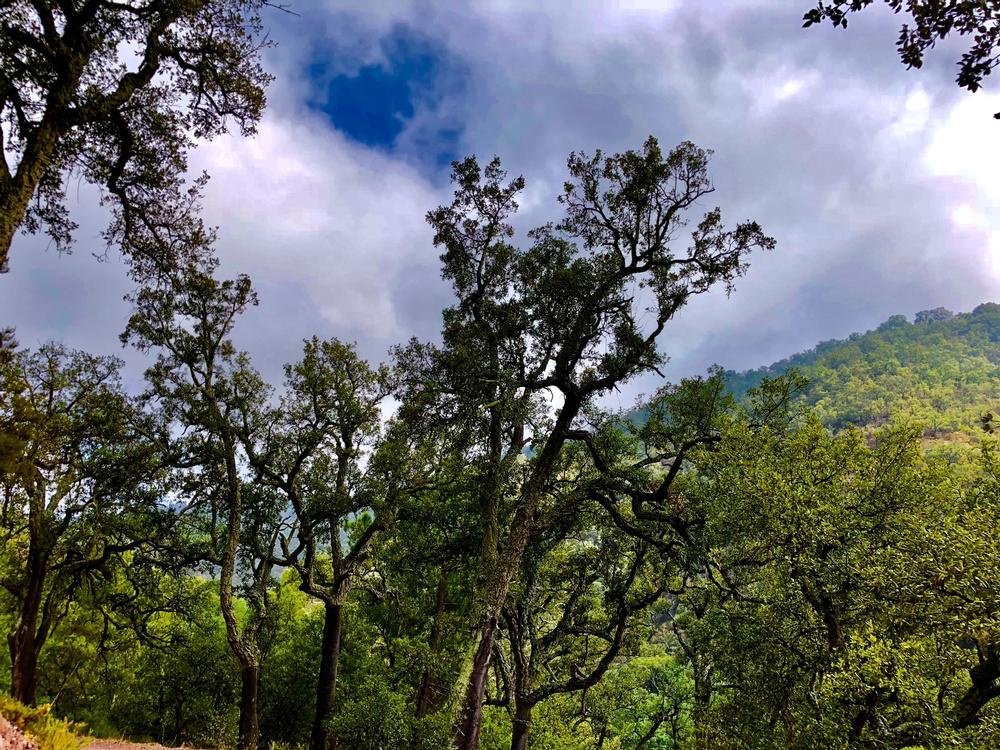 Hike to Scenic Views and Picnic at Bradbury Mountain State Park