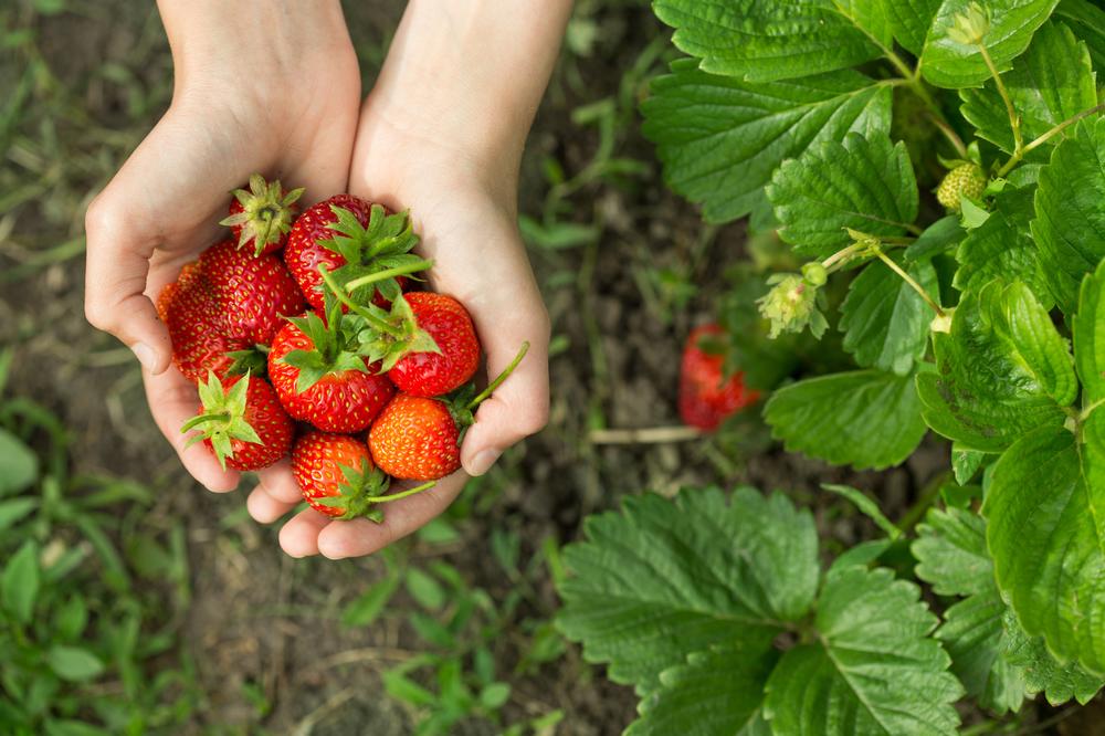 If You Love Fresh-Picked Fun, Visit Kenny’s Strawberry Farm
