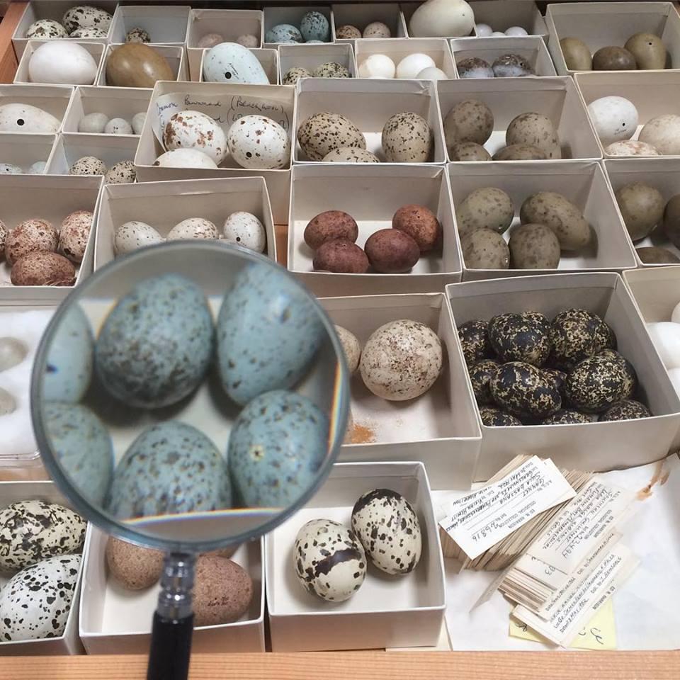 If You Love Wildlife and Conservation, Visit the Western Foundation of Vertebrate Zoology