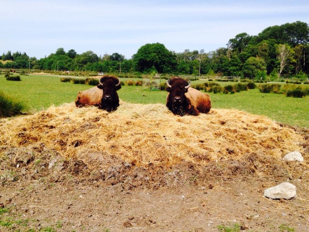 If You Love Wildlife Encounters, Visit the Olympic Game Farm