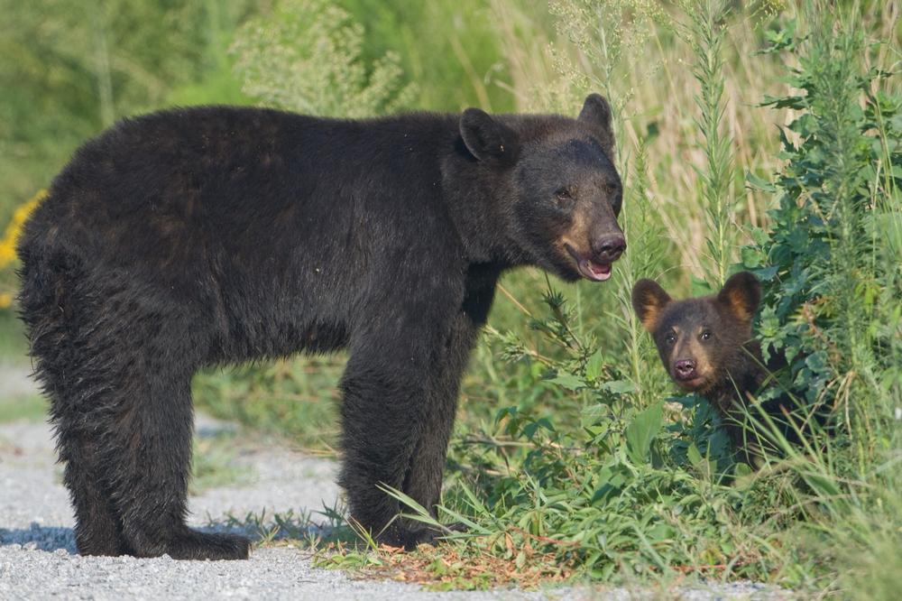 If You’re a Wildlife Enthusiast, Explore Alligator River National Wildlife Refuge for a Wild Adventure