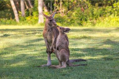 Kangaroo Island Wildlife Park