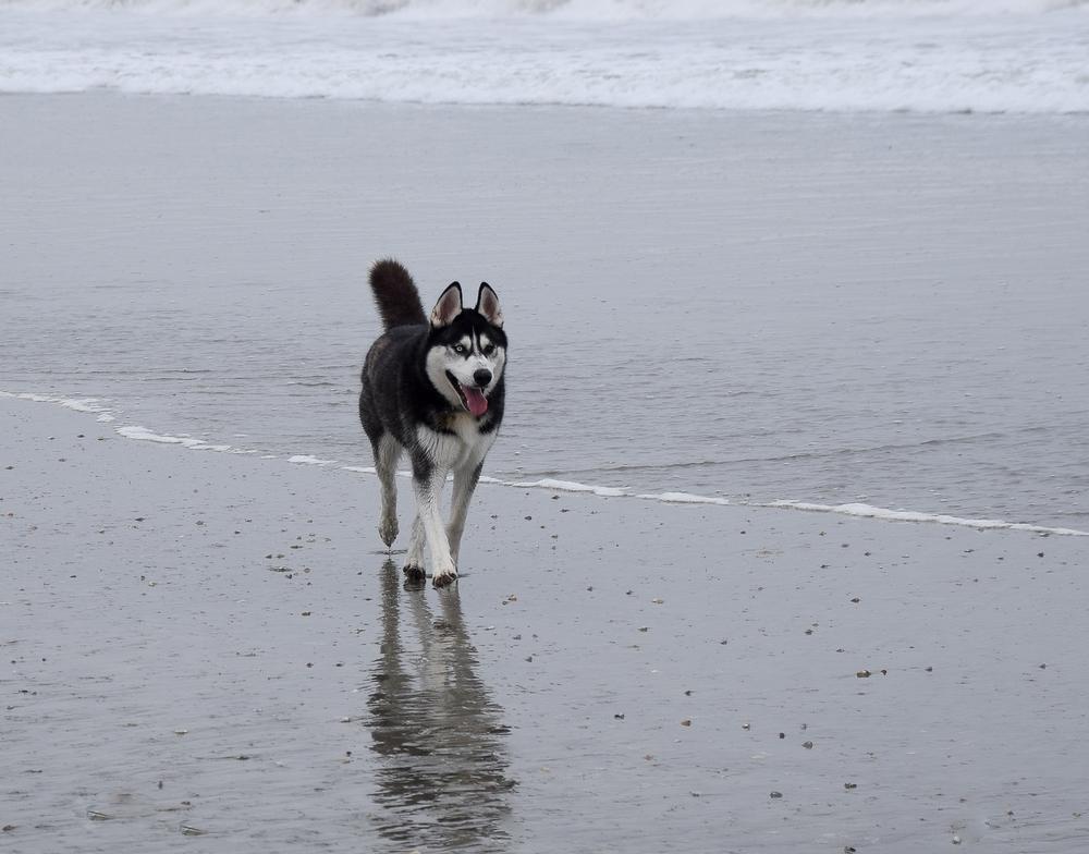 Coronado is a pet friendly destination, especially in low season. Let pups run free and enjoy a fun, family-friendly beach day.