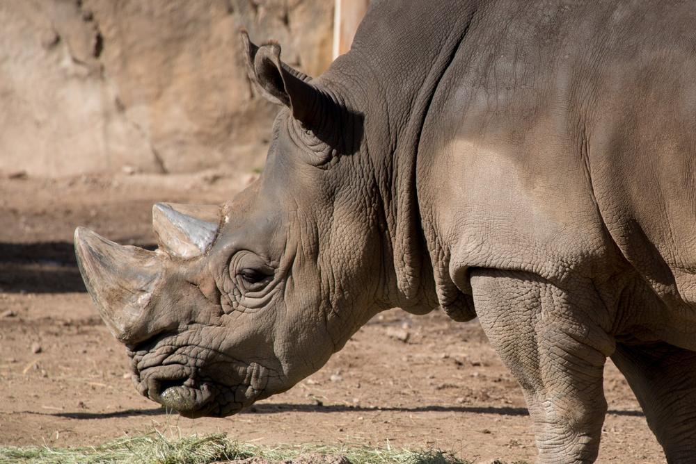 Meet Animals From Around the World at Utah’s Hogle Zoo