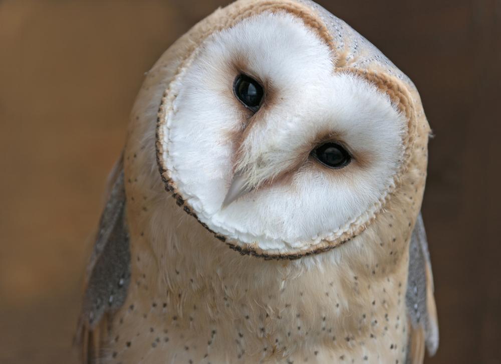 Meet Rescued Raptors and Wild Ambassadors at The Lindsay Wildlife Experience