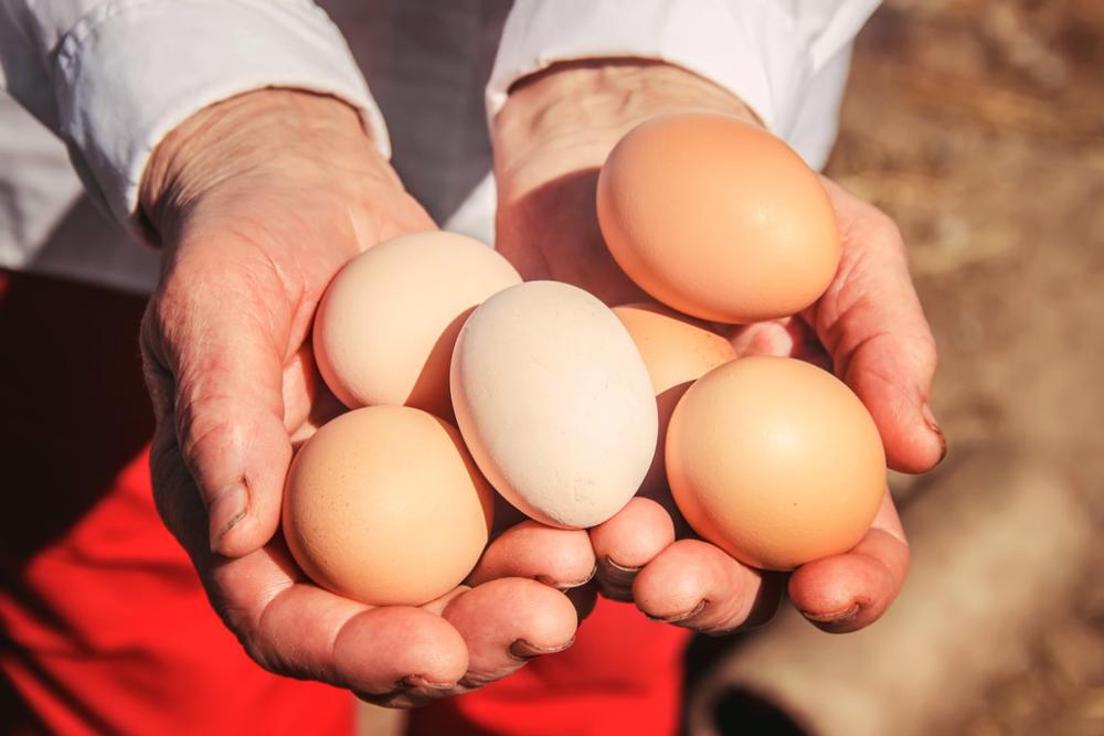 Meet the Animals and Learn From the Land at Native Earth Teaching Farm