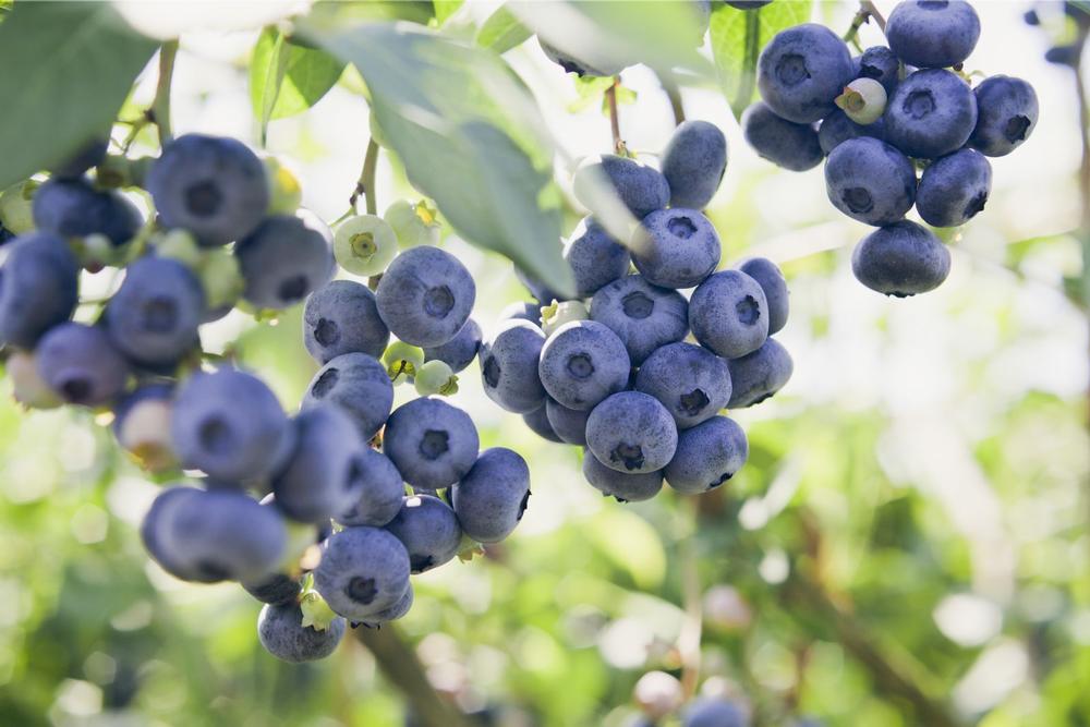 Pick Fresh Flavors at Hokum Rock Blueberry Farm