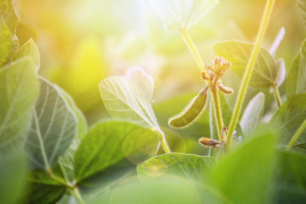 Pick Fresh Produce and Family Fun at Atkinson Farm, Spring