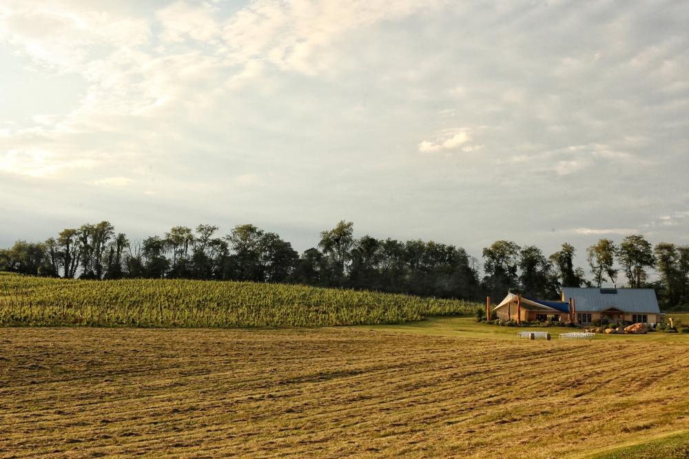 Relax and Unwind at Black Ankle Vineyards