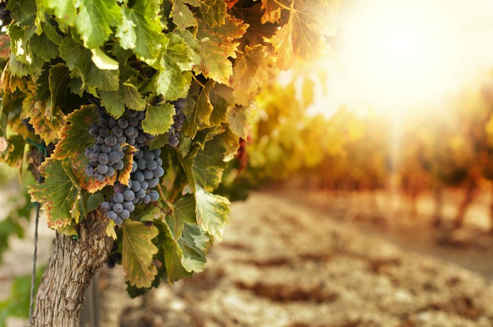 Savor Bold Flavors from Washington’s Sun-Drenched Wahluke Slope