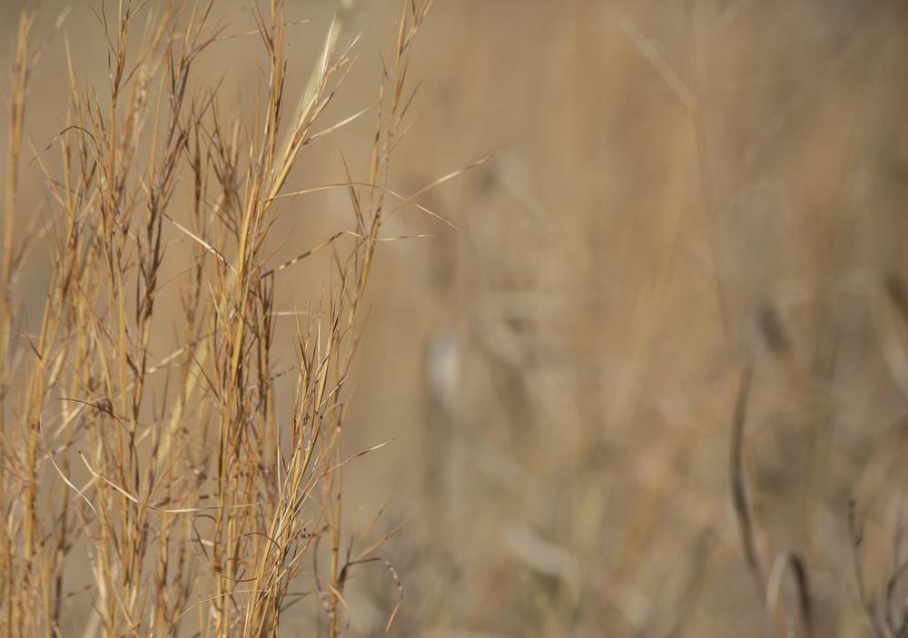 Spot Native Wildlife at Bluestem Prairie Scientific and Natural Area