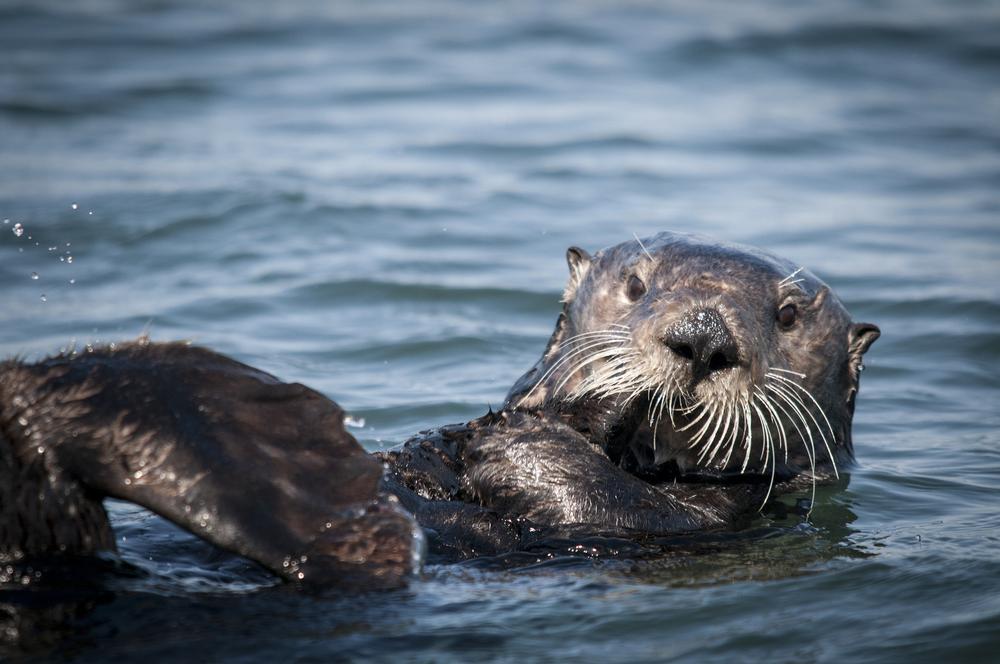 Spot Playful Otters at the California Sea Otter Game Refuge