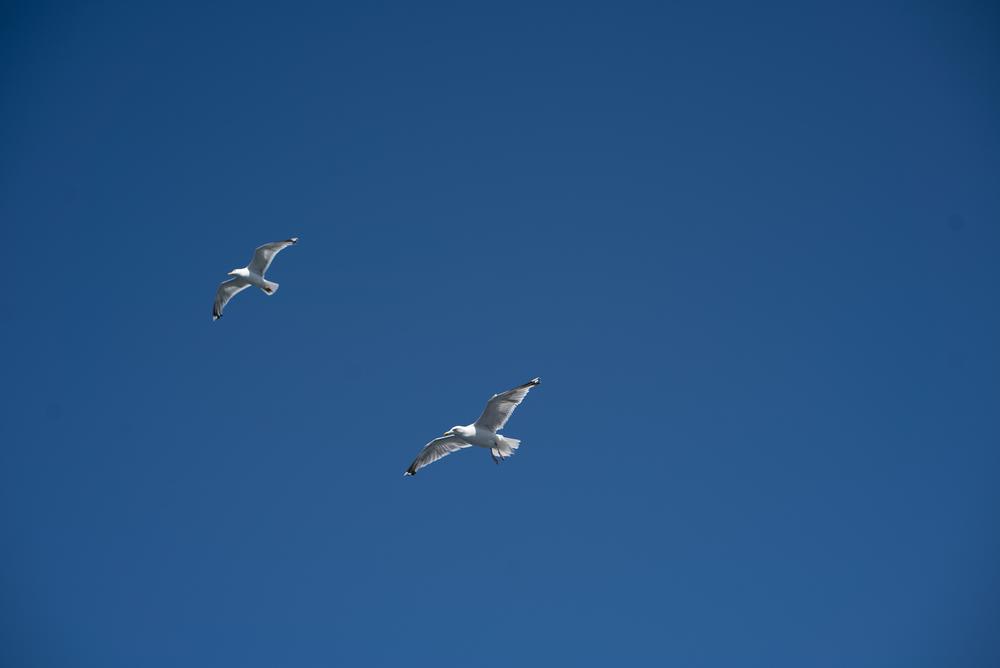 Spot Rare Wildlife at Block Island National Wildlife Refuge