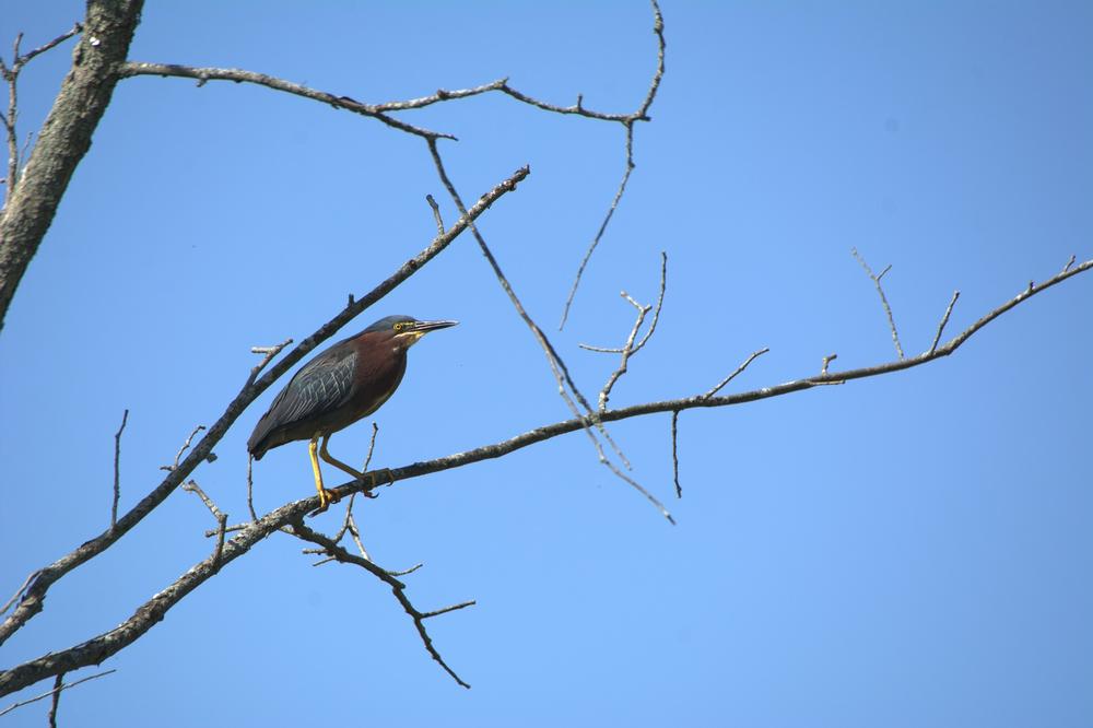 Spot Wildlife at the Dow Wetlands Habitat Preserve
