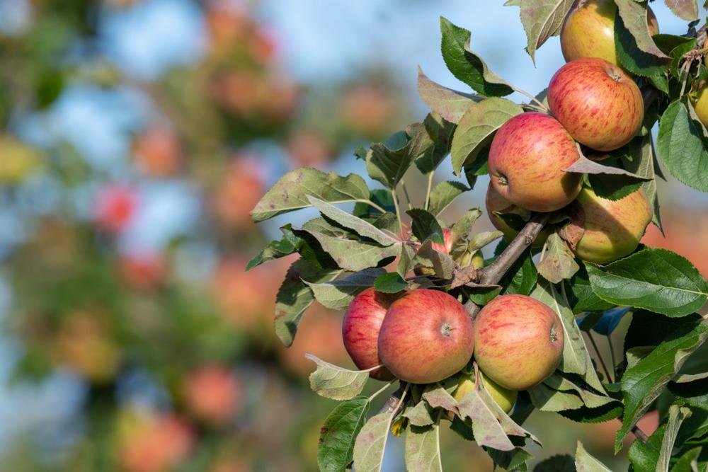 Taste the Best of the Region at Finger Lakes Cider House