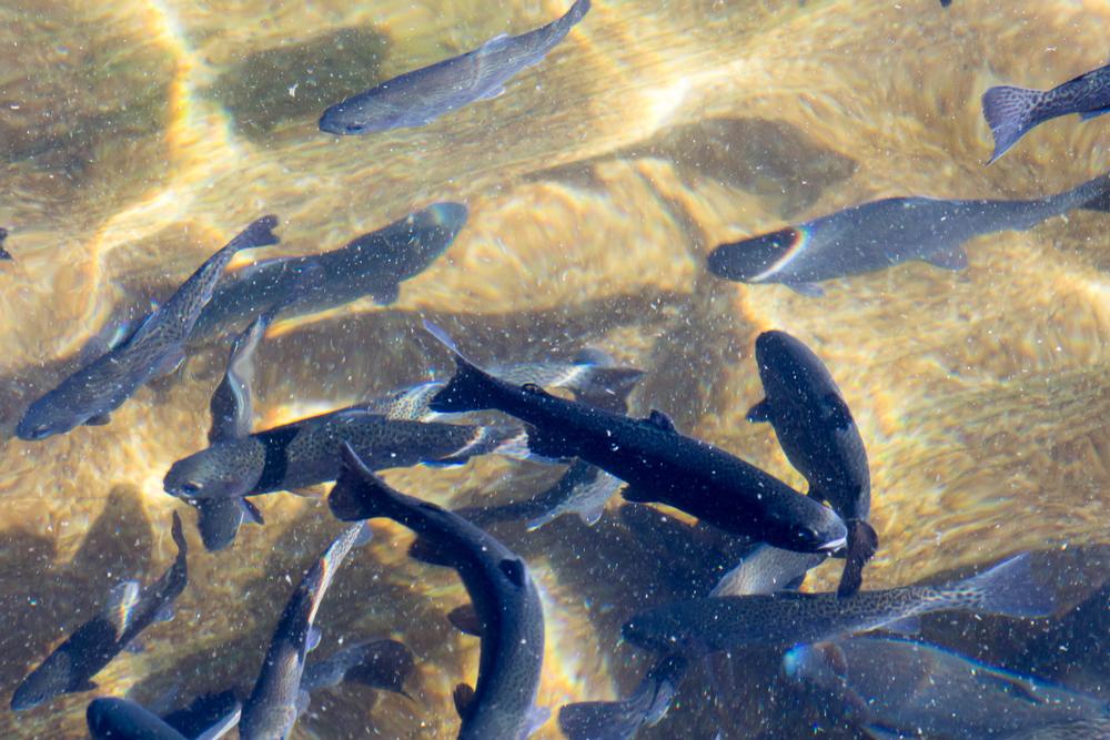 Tour the Bubbling Ponds Fish Hatchery