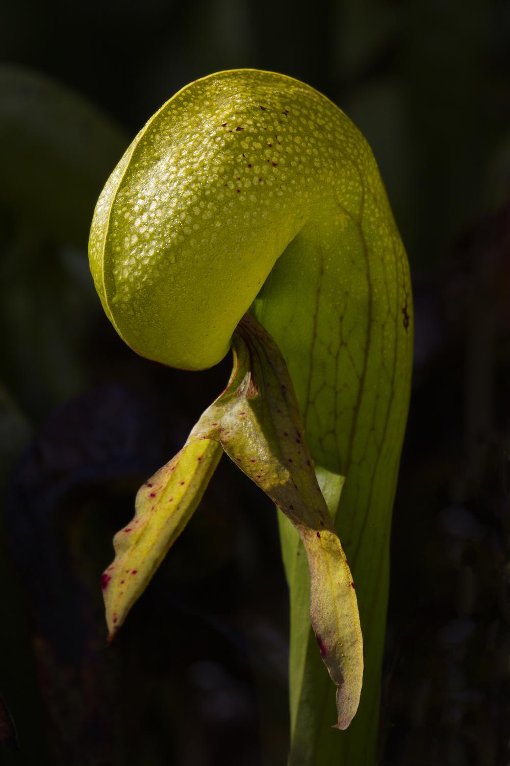 Wander Among Carnivorous Curiosities at Darlingtonia State Natural Site