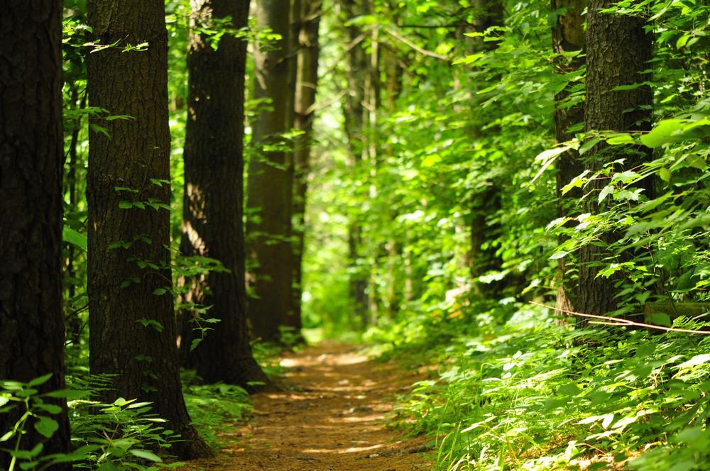 Wander Peaceful Meadows and Hilltop Views at Topsmead State Forest