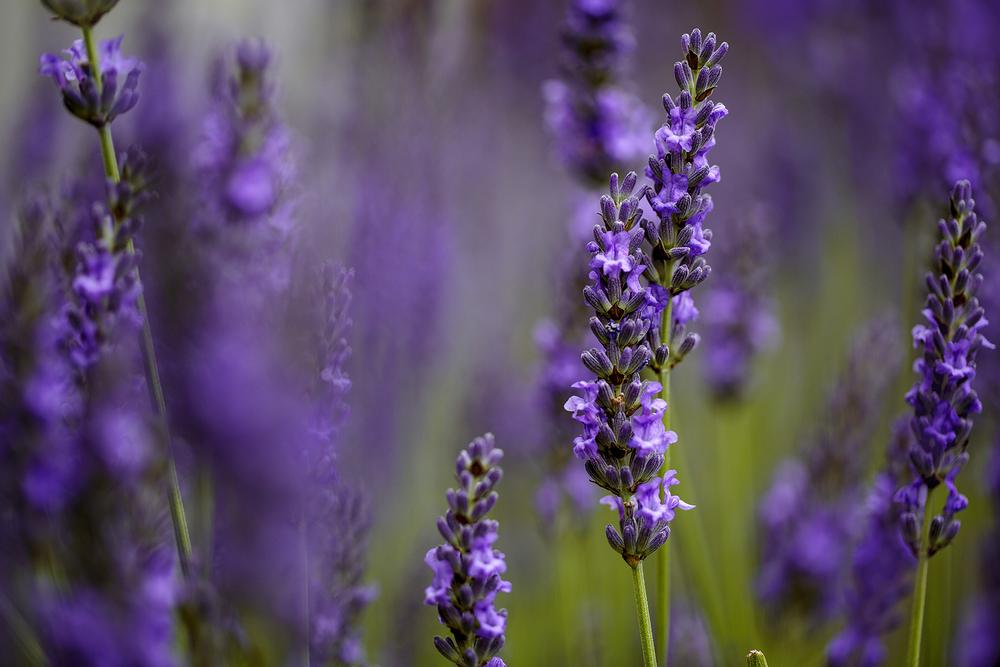 Wander Through Fragrant Fields and Relax at Lavender Fields Farm