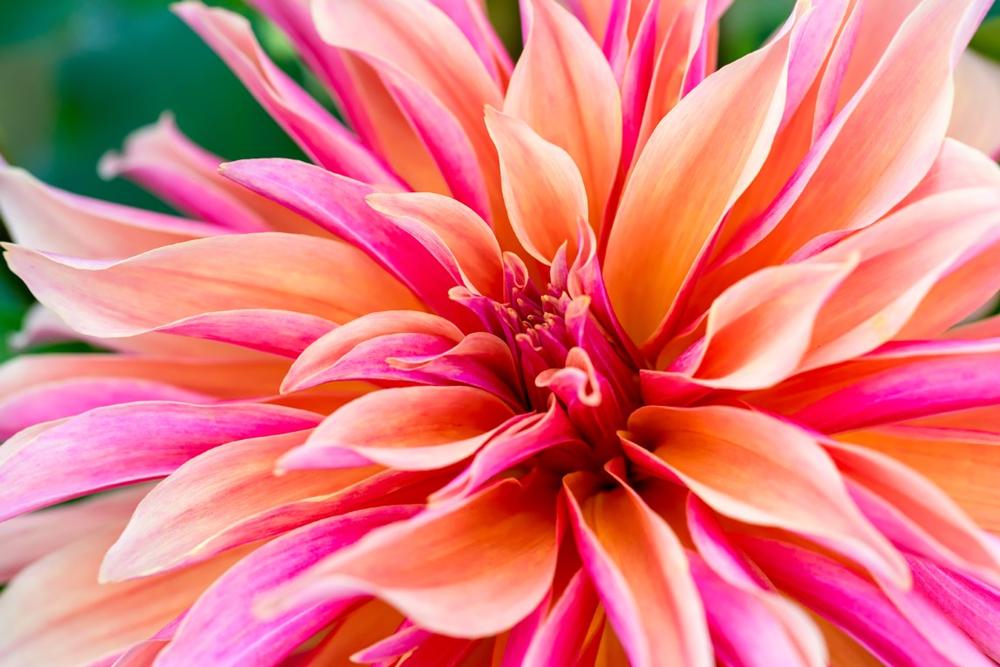 Stroll through serene gardens and admire diverse plant collections.