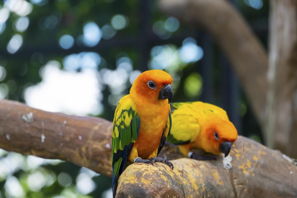 Desert wildlife park and botanical gardens with giraffes, trails, and immersive exhibits. 
