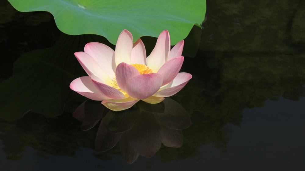 Stroll through blooming gardens or discover rare plants on a peaceful spring afternoon.