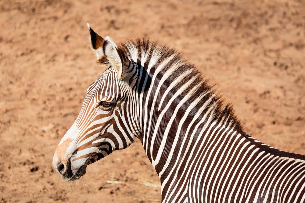 Feed giraffes or zipline over animals on a fun family outing.