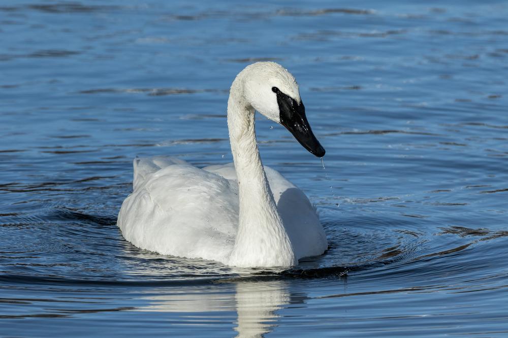 Witness Majestic Trumpeter Swans at Magness Lake