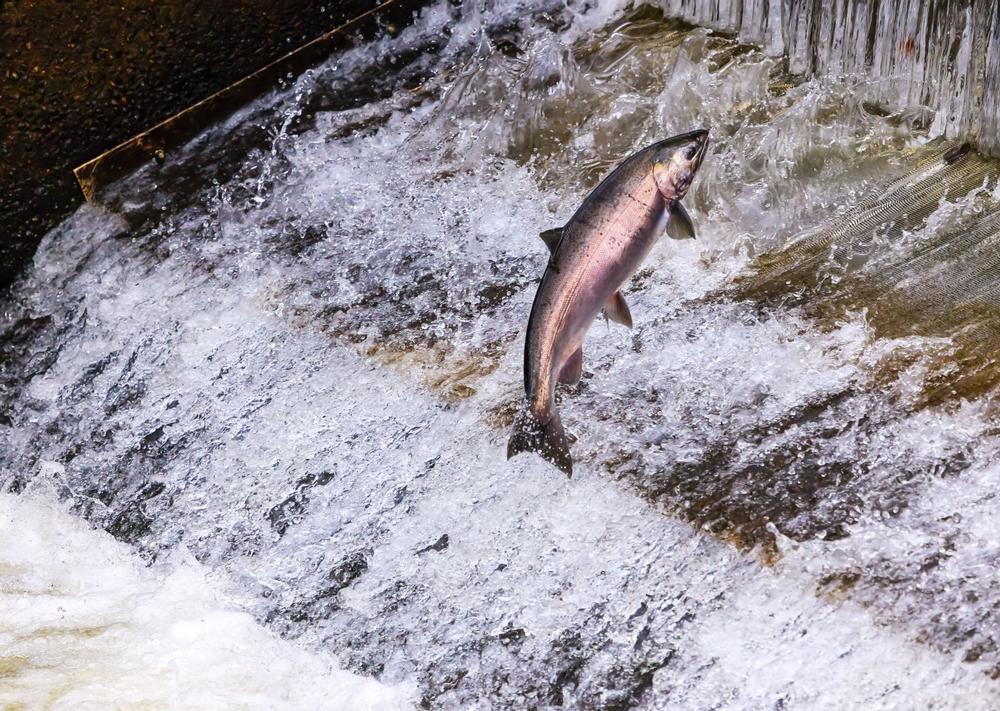Witness Nature’s Cycle Up Close at the Issaquah Hatchery