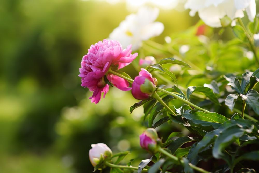 Admire beautiful flowers at Soos Creek Botanical Garden