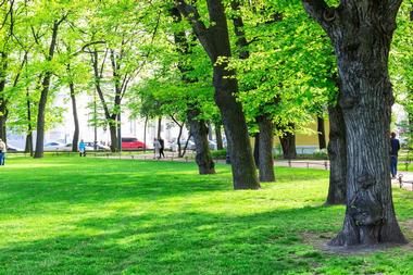 Alexander Garden