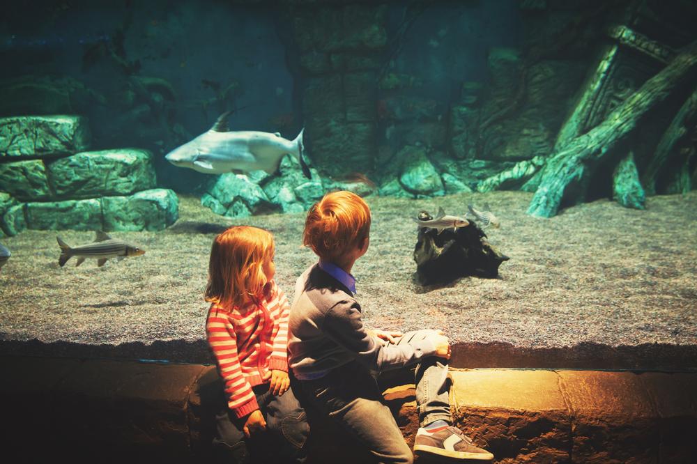 Aquarium of Boise