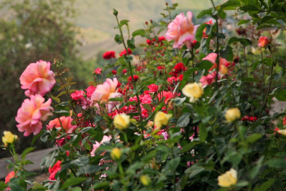 Breathe Deep and Bloom Bright at The Gardens at Heather Farm