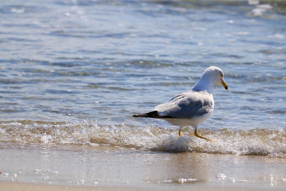 Catch Rays and Chill at Delray Municipal Beach