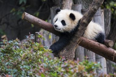 Chengdu Research Base of Giant Panda Breeding