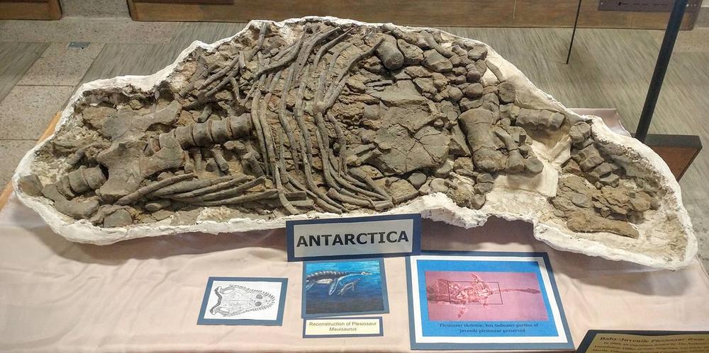 Dig Deep Into Prehistoric Wonders at the Museum of Geology